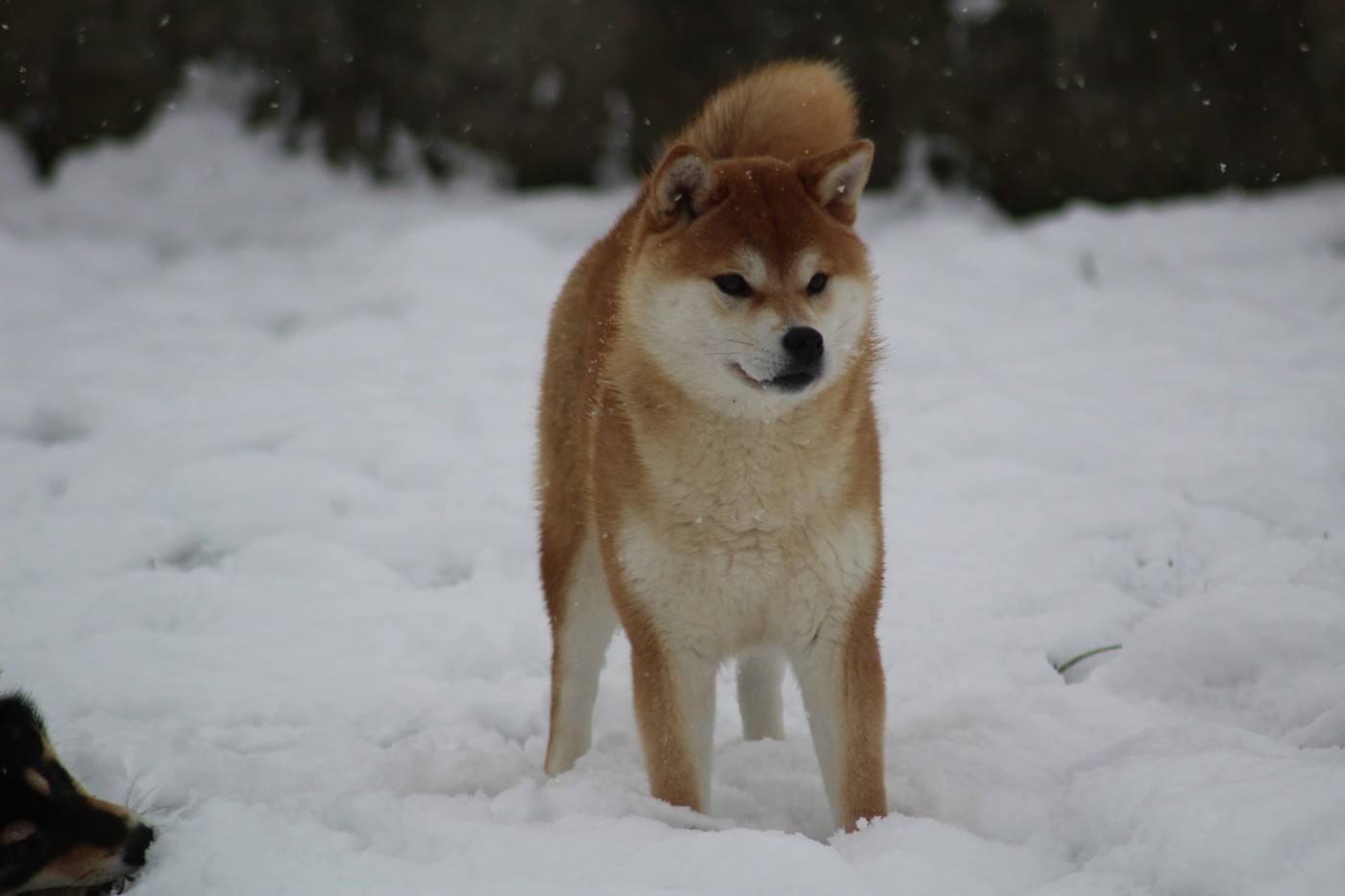 Valkyrie Go Sakura Kensha