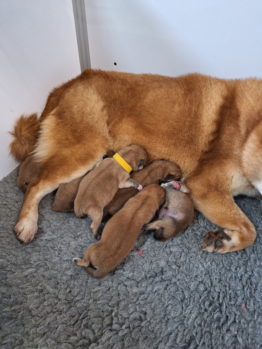 Chiot Shiba Gion Corner
