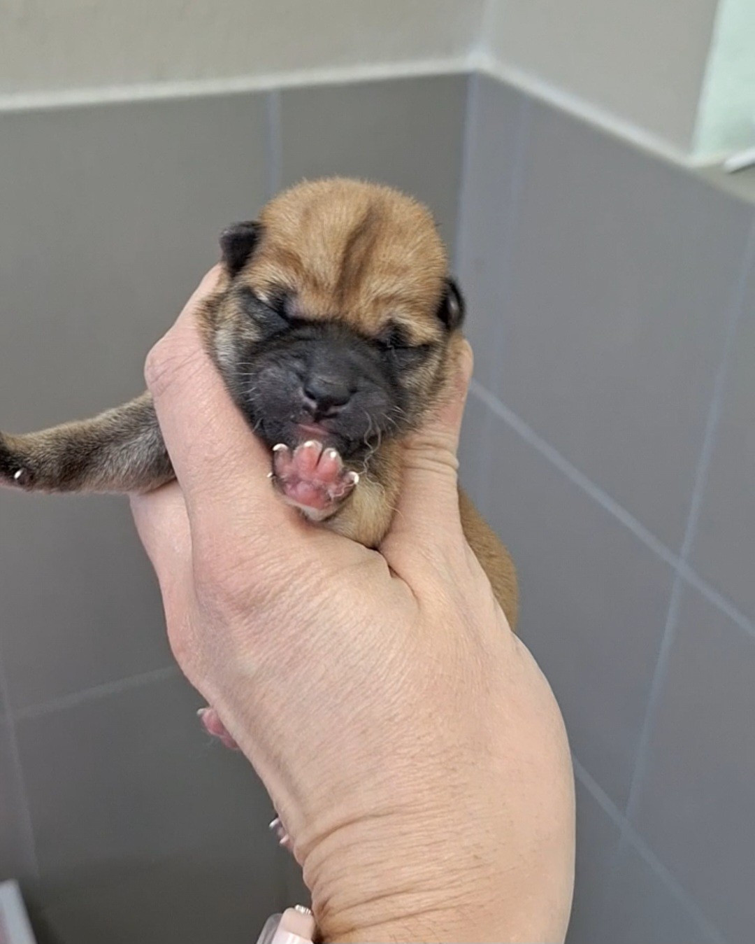 Gion Corner - Chiots disponibles - Shiba