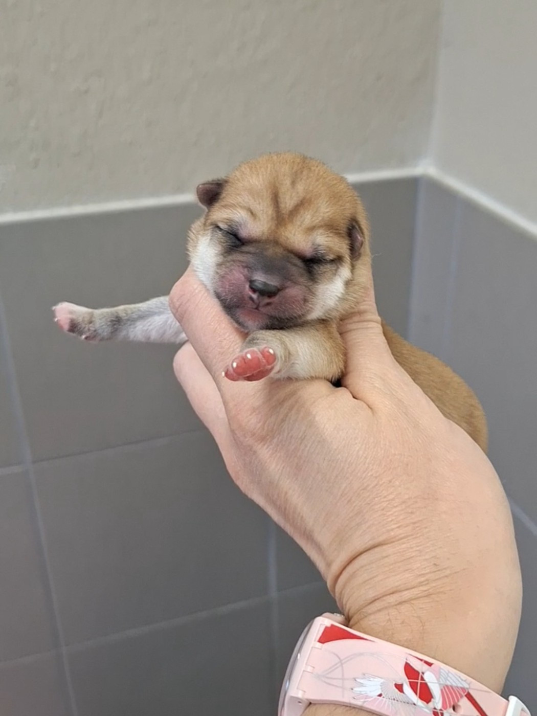 Gion Corner - Chiots disponibles - Shiba