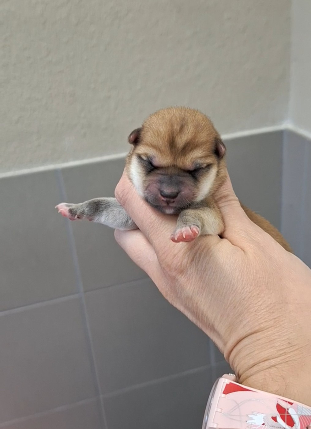 Gion Corner - Chiots disponibles - Shiba