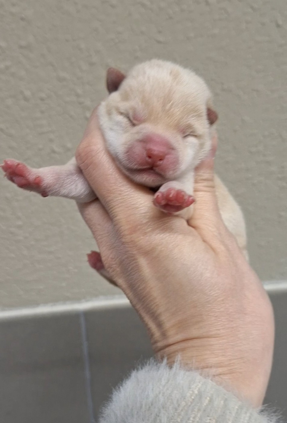 Gion Corner - Chiots disponibles - Shiba