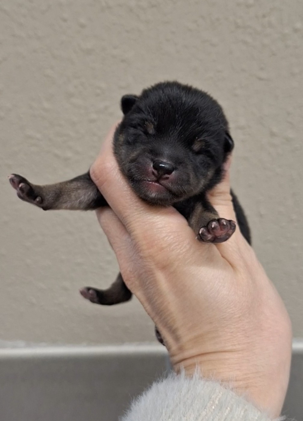 Gion Corner - Chiots disponibles - Shiba