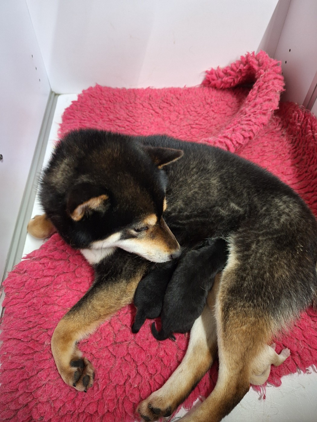 Chiot Shiba Gion Corner