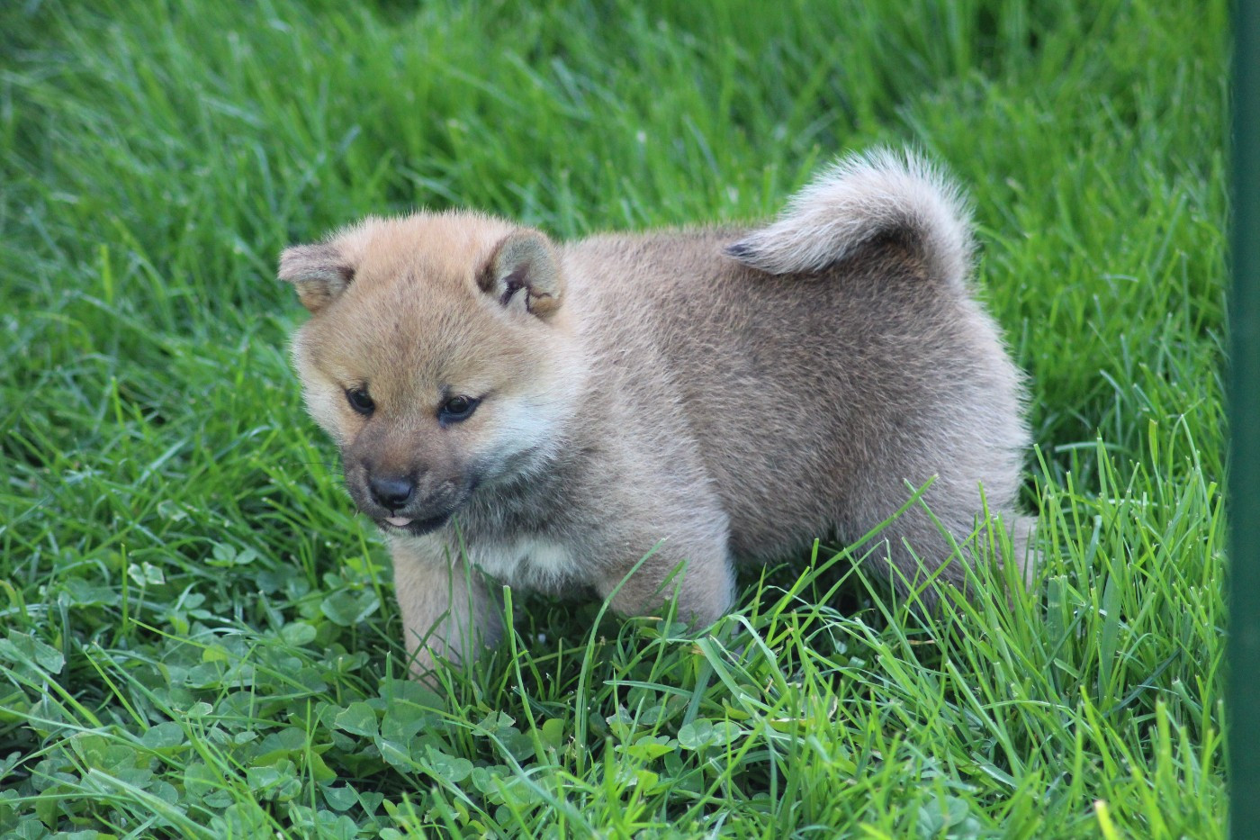 Gion Corner - Chiots disponibles - Shiba
