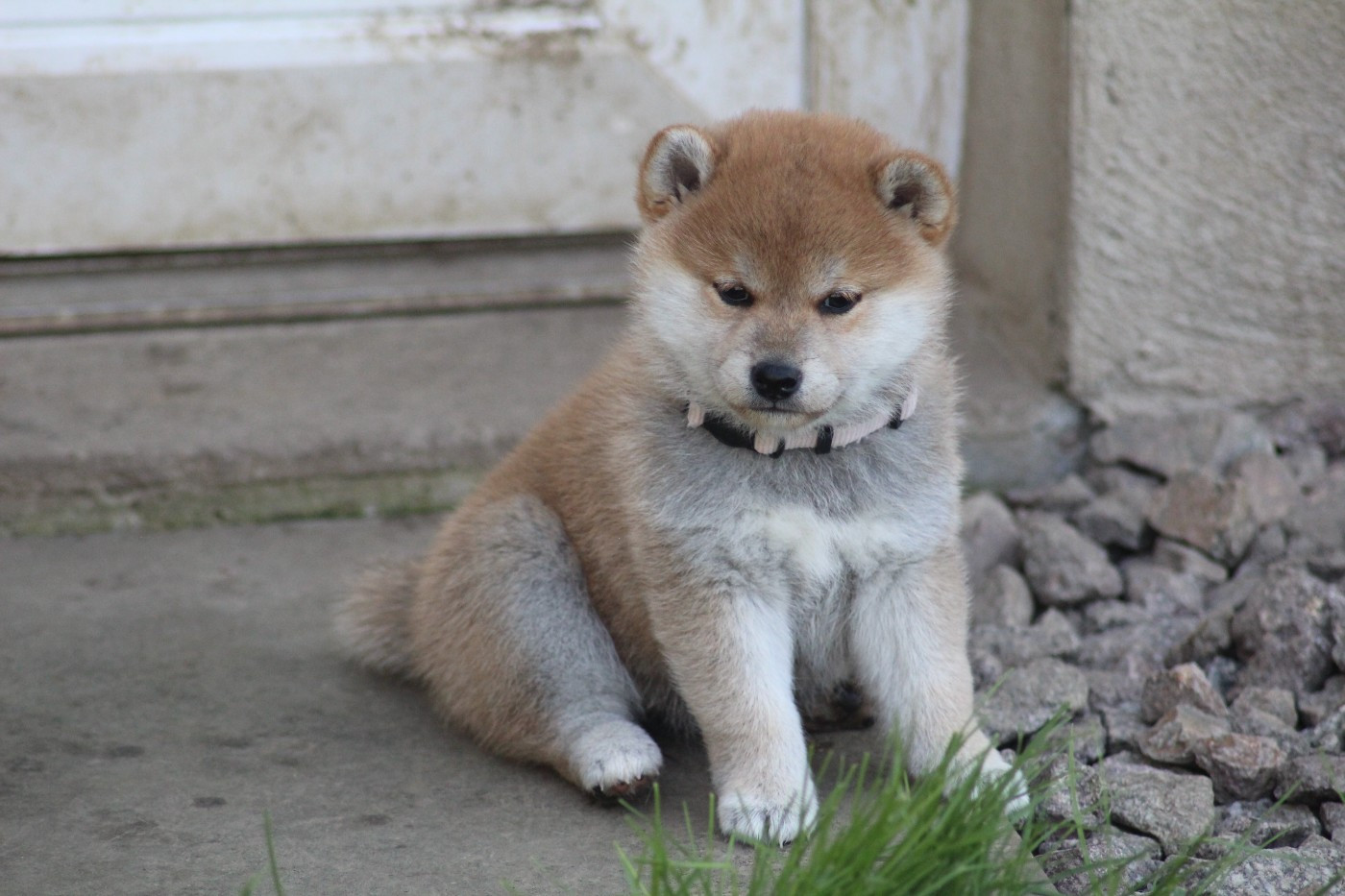 Gion Corner - Chiots disponibles - Shiba
