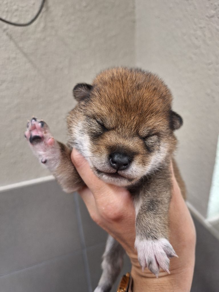 Gion Corner - Chiots disponibles - Shiba