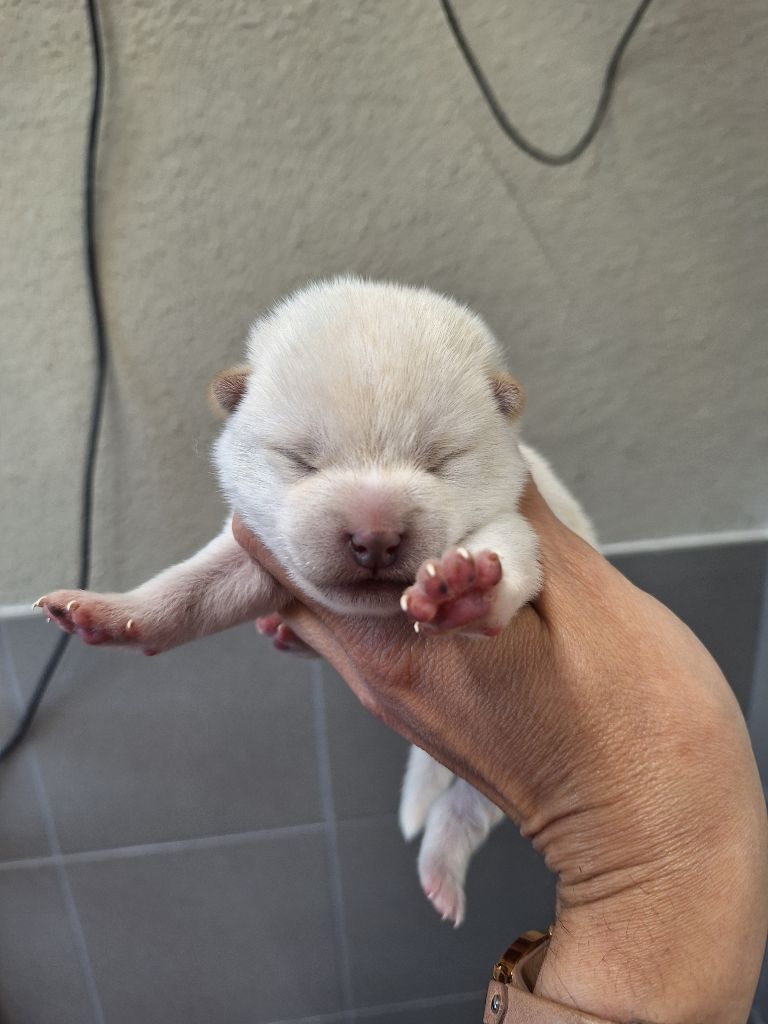 Gion Corner - Chiots disponibles - Shiba