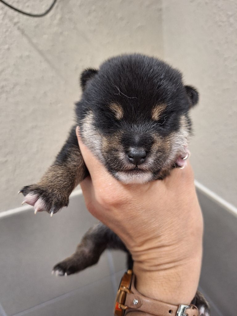 Gion Corner - Chiots disponibles - Shiba