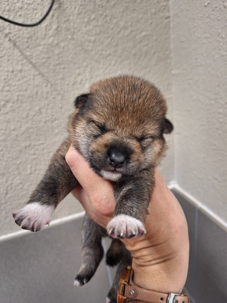 Gion Corner - Chiots disponibles - Shiba