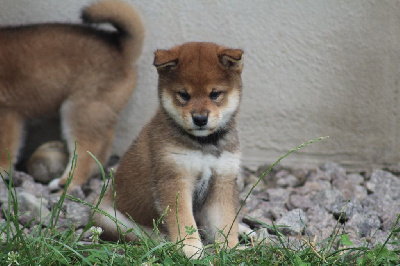 CHIOT