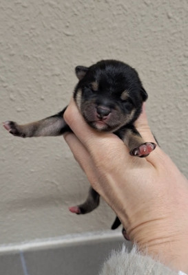 CHIOT 1