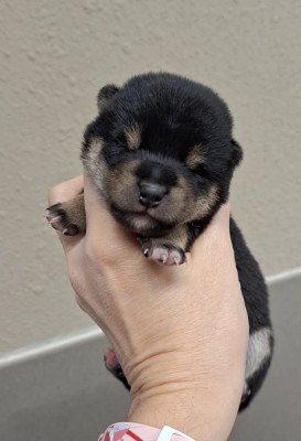 CHIOT 1
