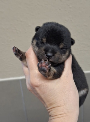 CHIOT 3