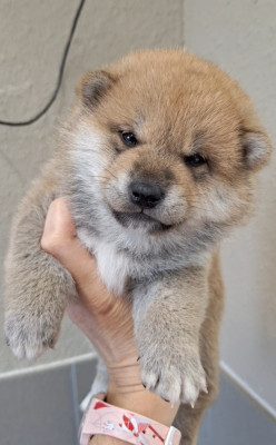 Chiot N°4
