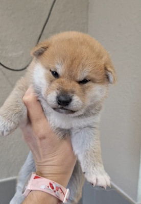 Chiot N°2