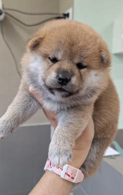 Chiot N°5