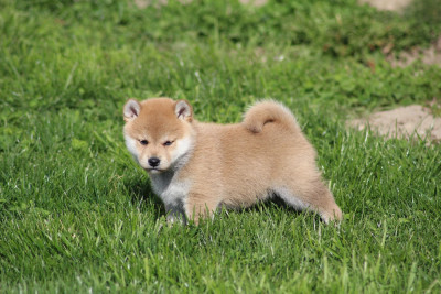 Chiot N°3