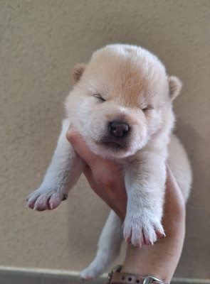 CHIOT 4