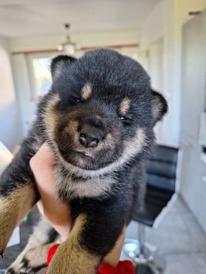 CHIOT 3