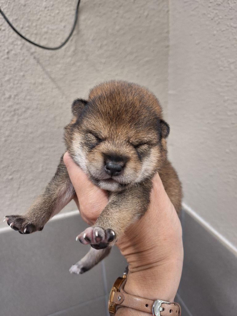 Gion Corner - Chiots disponibles - Shiba